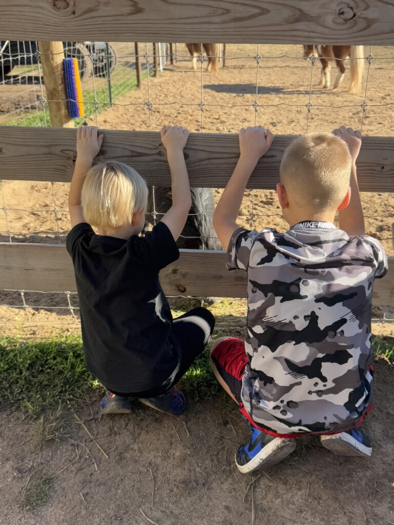 2 boys at a farm gate looking at farm animals