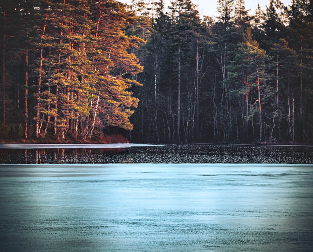 Quiet Water with trees in the distance