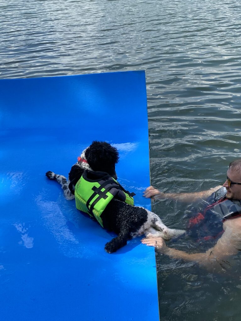 Black and white poodle in a life jacket on a blue lily pad in the lake