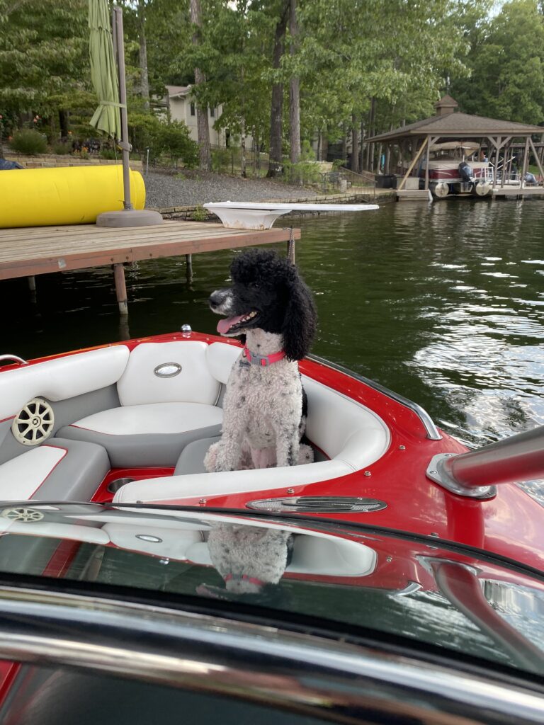 Black and white spotted poodle sitting in the front of a boat on the lake