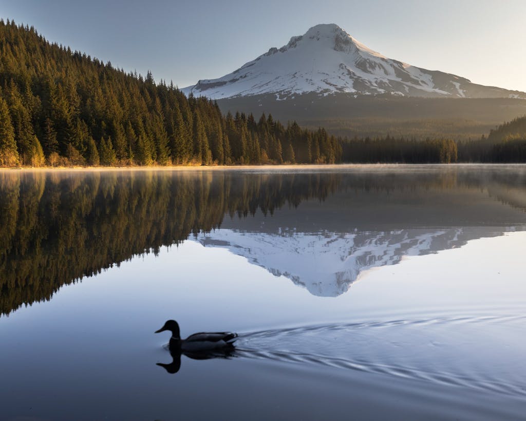 A tranquil lake reflecting a snowy mountain and a duck at sunrise.