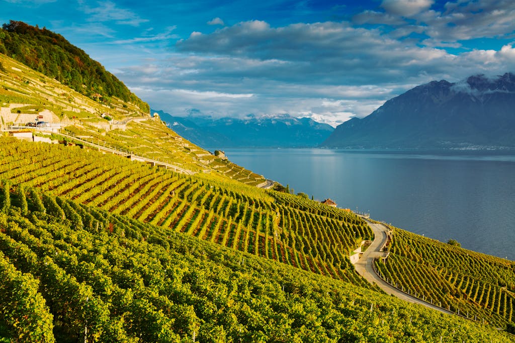 Picturesque view of the Lavaux vineyards and Lake Geneva in Switzerland.