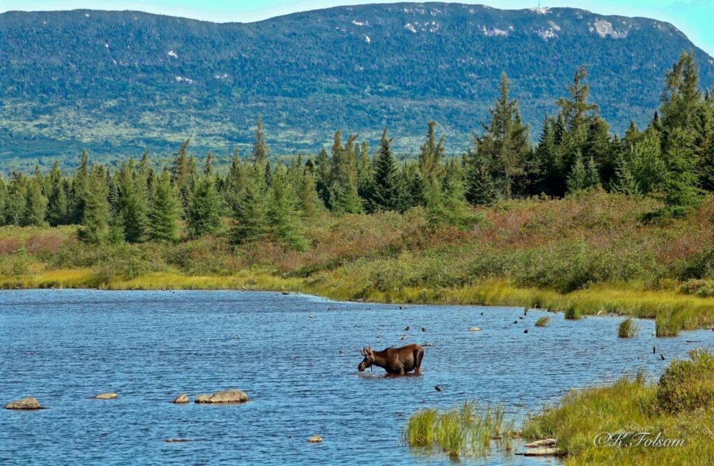 Moose in the water at Moosehead Lake