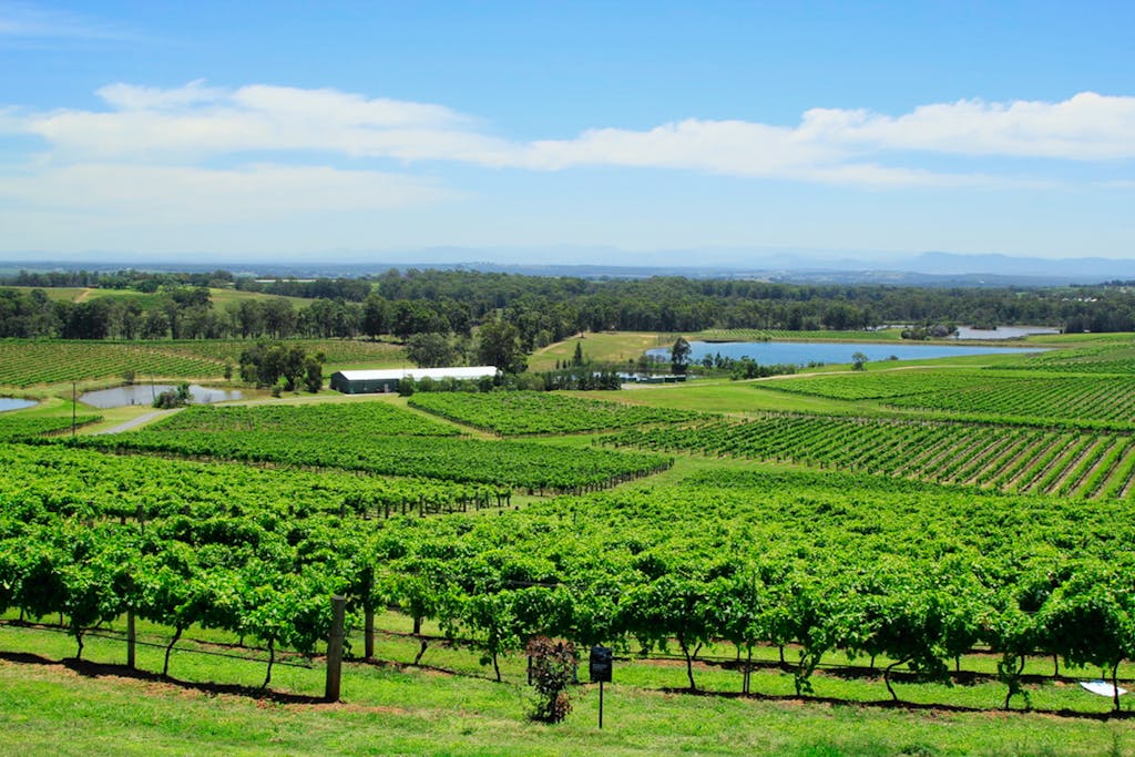 Expansive vineyard view in Hunter Valley, NSW, showcasing lush greenery and distant hills under a clear blue sky.