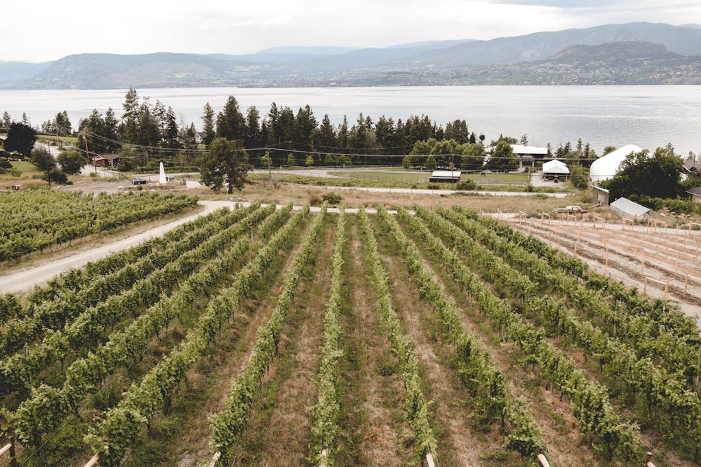 Lush vineyard with rows of grapevines by a tranquil lake and distant mountains.