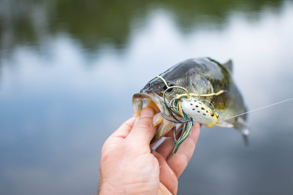 A person holds a largemouth bass with a fishing lure in a tranquil outdoor setting.