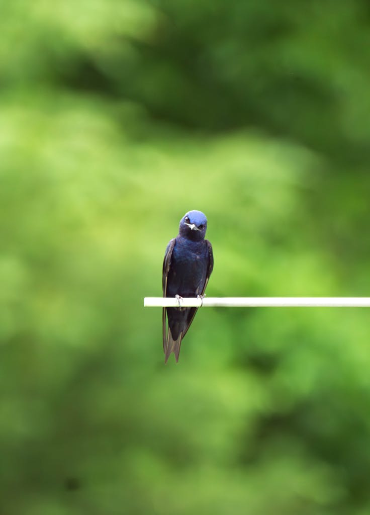 A solitary Purple Martin bird sits on a branch against a lush green blurred background.